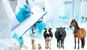 bayer-elanco-animal-health